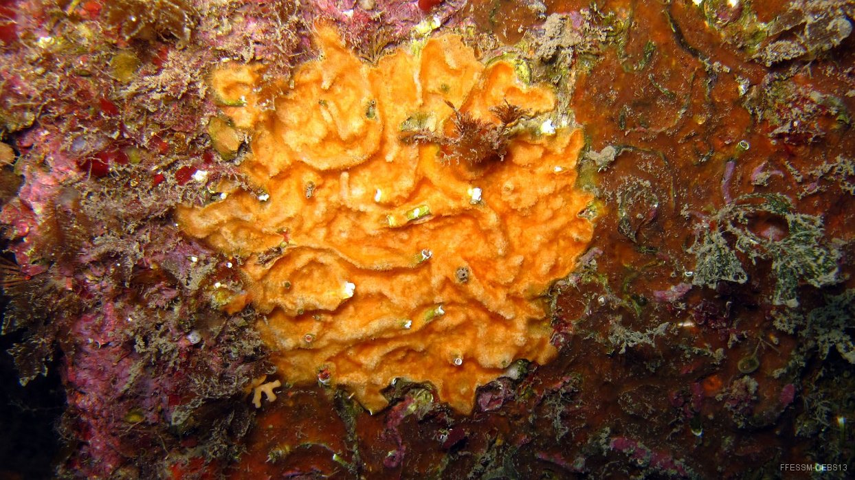 100 Bryozoaire encroutant orange (Parasmittina rouvillei).JPG - Bryo encroutant orange (Parasmittina rouvillei) : Logettes non visibles, coloration orange clair